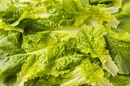 Top view. lettuce leaves. Background of lettuce leaves. Fresh leaves background. Texture lettuce close up. の写真素材