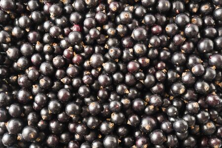 Background of black currants. Fresh berries closeup. Top view. Background of fresh berries. Various fresh summer fruits.  Background of blackcurrants. Antiviral treatment. Coronavirus prevention.の写真素材