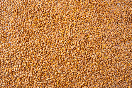 Background of wheat. Grain wheat. Whole grain wheat. Top view.の写真素材