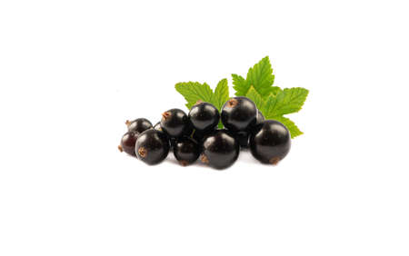 Black berries on white. Blackcurrants isolated on white background. Blackcurrant isolate. Blackcurrants isolated on white background. Immunity system improvement.の写真素材
