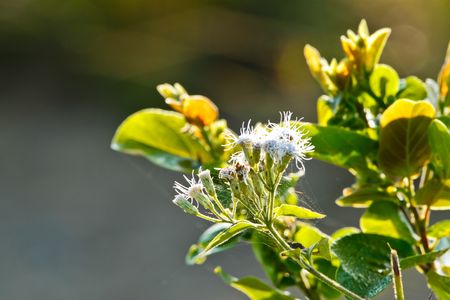 Flower,Thailandの写真素材