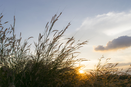 flowers grass with sky sunset background in winterの写真素材