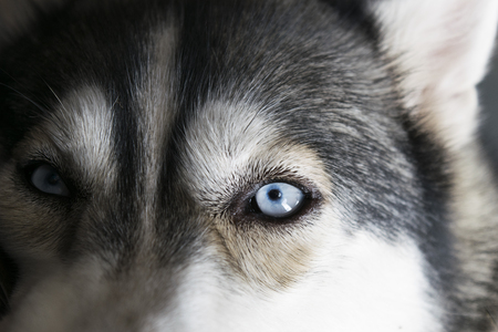 Close up on blue eyes of a Siberian husky dogの写真素材