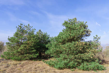 green pines against a blue sky in autumnの写真素材