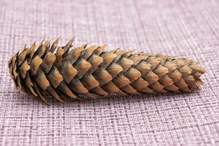 pine cone on a pink backgroundの写真素材