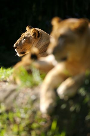 A pride of African lionsの写真素材