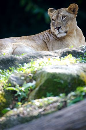A pride of African lionsの写真素材