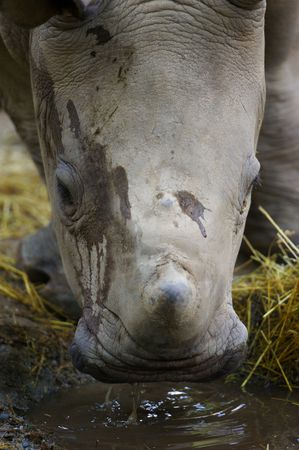 White Rhino'sの写真素材
