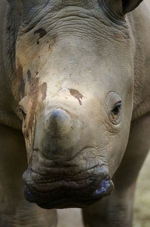 White Rhino'sの写真素材