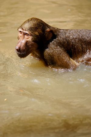 Hamadryas Baboons