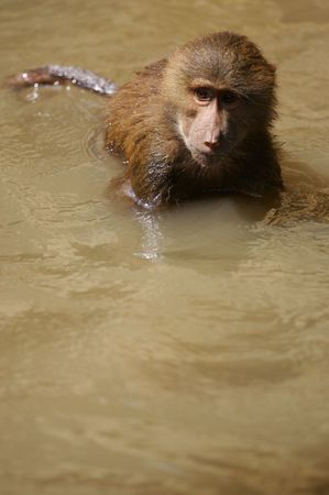 Hamadryas Baboonsの写真素材