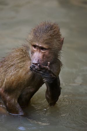 Hamadryas Monkeyの写真素材