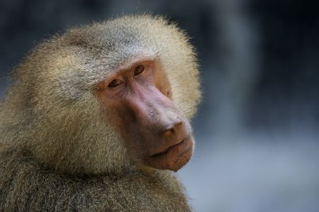 Hamadryas Monkeyの写真素材