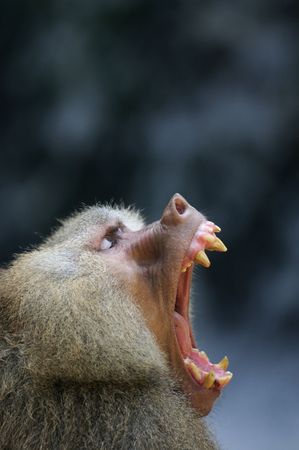 Hamadryas Monkeyの写真素材