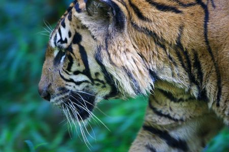 Malaysian Tiger