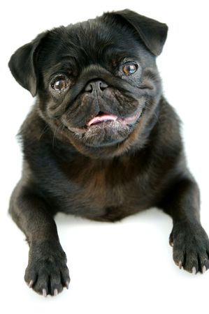 Black Pugの写真素材