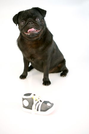 Black Pugの写真素材