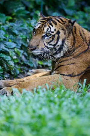 Malaysian Tigerの写真素材