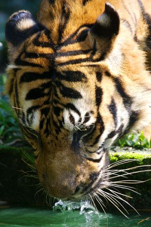 Malaysian Tigerの写真素材