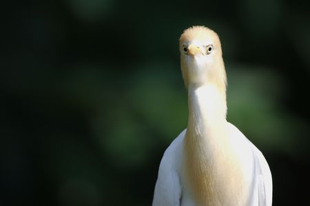 Cattle Egret