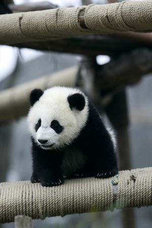 Panda Bearの写真素材