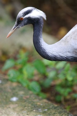 Blue Craneの写真素材