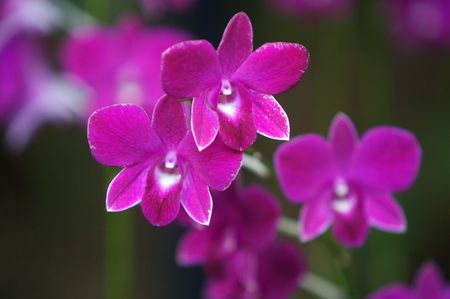 Orchidsの写真素材