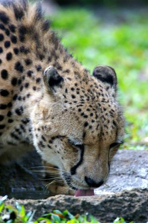 African Cheetahの写真素材