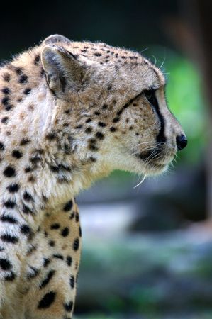 African Cheetah