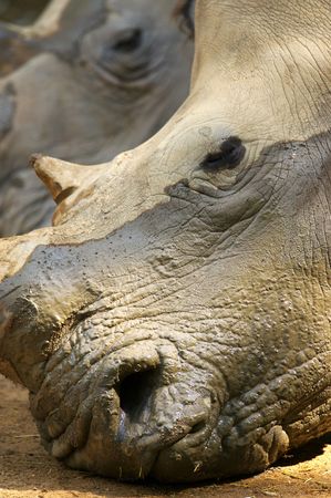 African Rhinocerosの写真素材