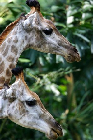 African Giraffesの写真素材