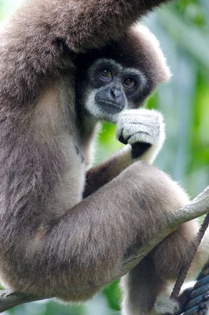 White Handed Gibbon