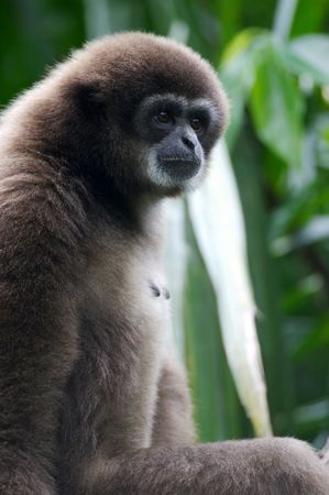 White Handed Gibbon
