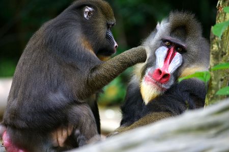 Mandrill Baboonの写真素材