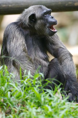 Chimpanzeeの写真素材