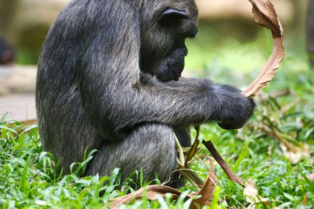 Chimpanzeeの写真素材