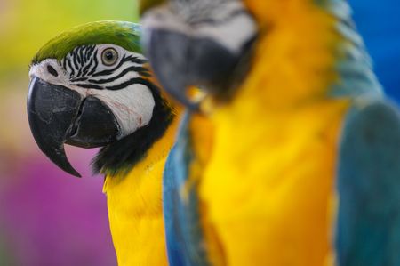Blue & Yellow Macaws