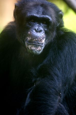 Chimpanzees