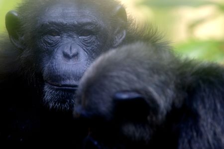Chimpanzees