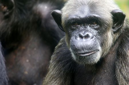 Chimpanzeesの写真素材