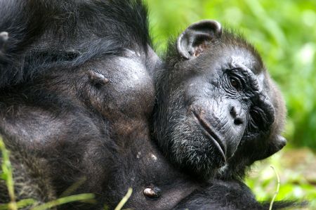 Chimpanzees
