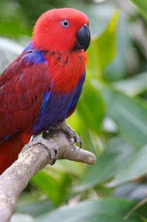 Eclectus Parrotの写真素材