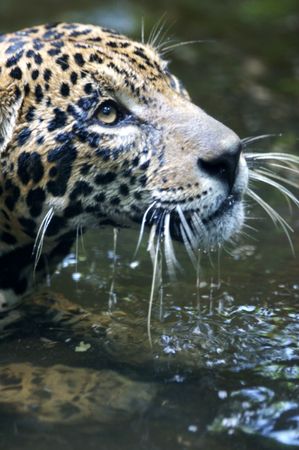 Jaguarの写真素材