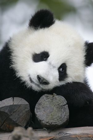 Panda Cubの写真素材