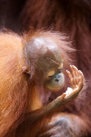Orangutansの写真素材