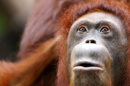 Orangutans