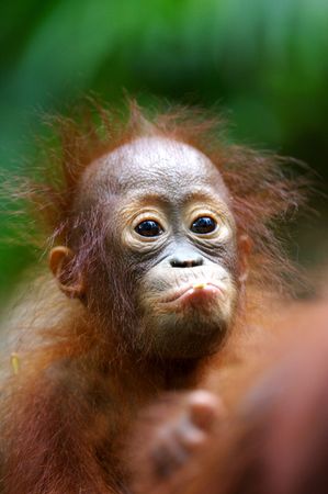 Orangutansの写真素材