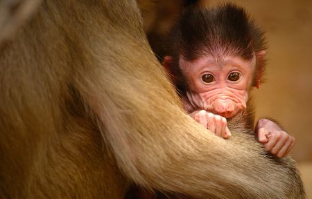 Hamadryas Baboonsの写真素材
