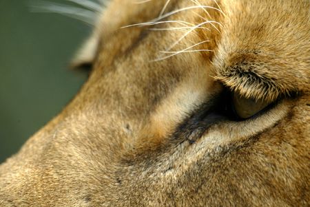 African Lionsの写真素材