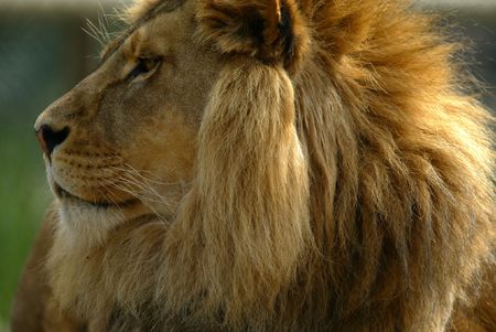 African Lionsの写真素材